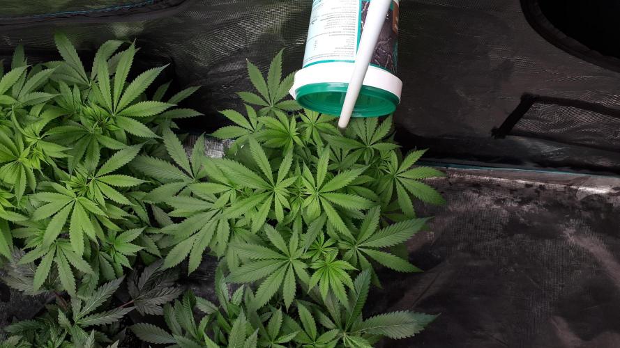 SUPERNATURAL SEEDS = APPLE MAC. Week 9