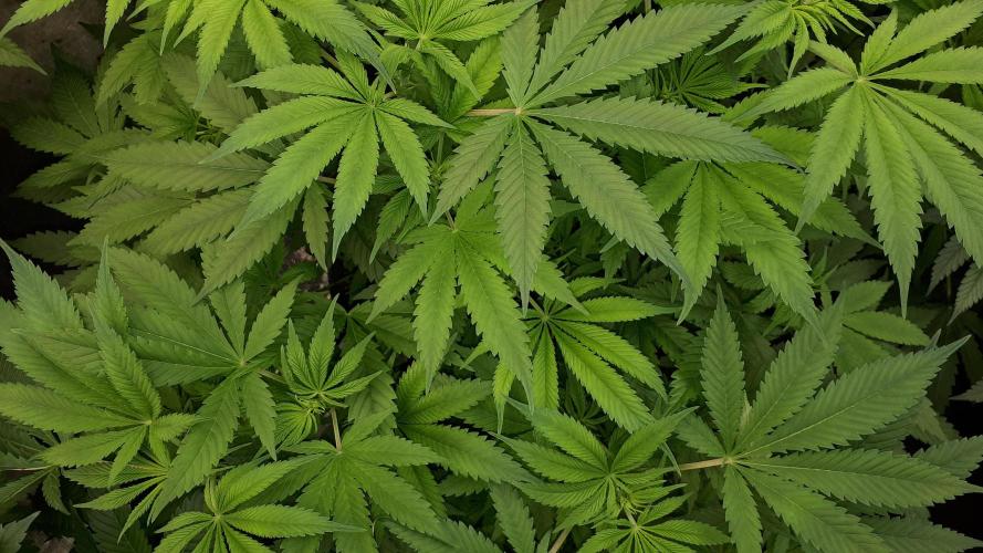 SUPERNATURAL SEEDS = GRAPE GASOLINE. Week 9