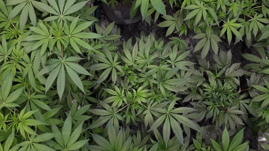 UKHTA SEEDS = CANDY HOUSE. Week 9