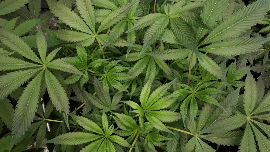 UKHTA SEEDS = CANDY HOUSE. Week 9