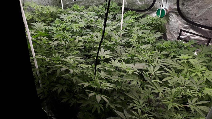 Grow Tent 240x240x200cm (8'x8'x6.5'). Week 9