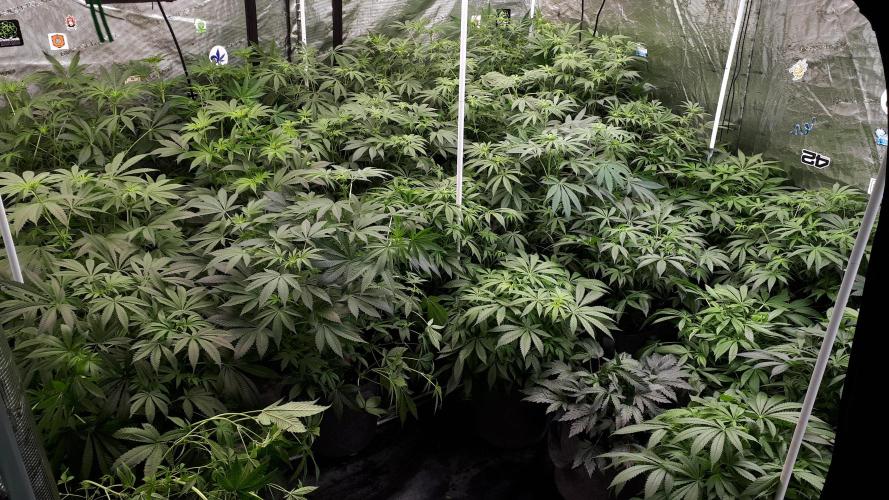 25 PLANT GROW- 8X8 GROW TENT. Week 10