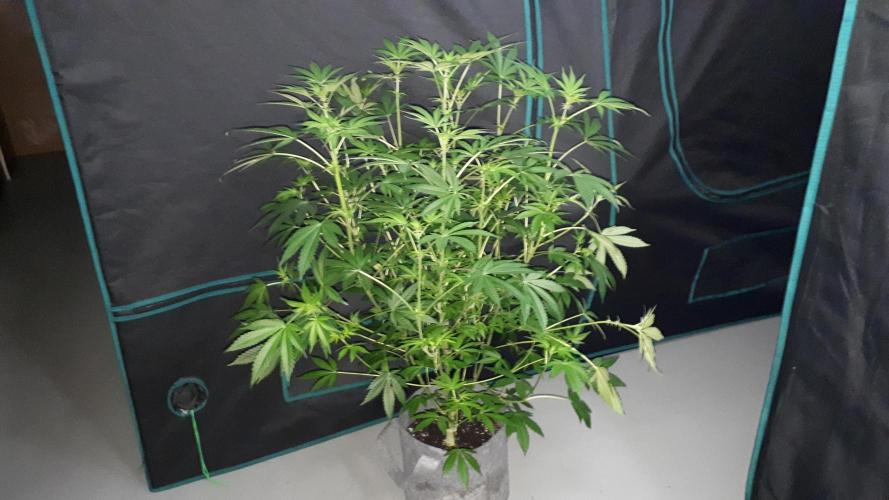 MSNL SEEDS = CARBON FIBER. Week 10