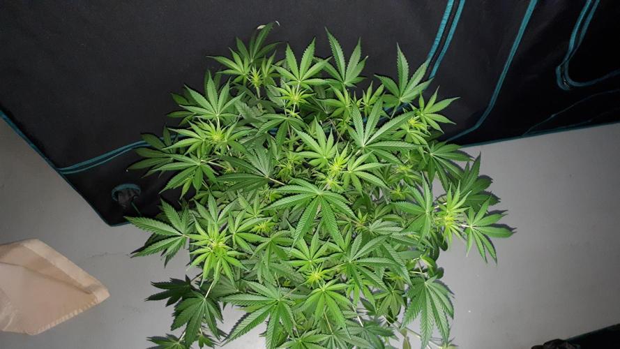 MSNL SEEDS = CARBON FIBER. Week 10