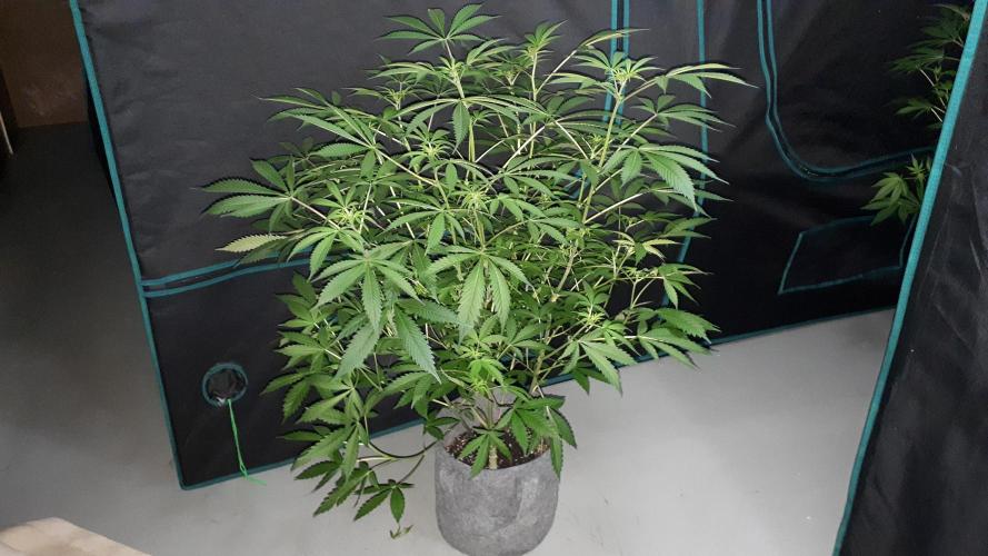 MSNL SEEDS = GORILLA ZKITTLES. Week 10