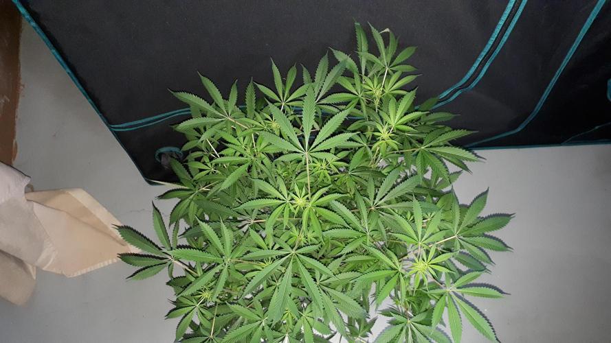MSNL SEEDS = GORILLA ZKITTLES. Week 10