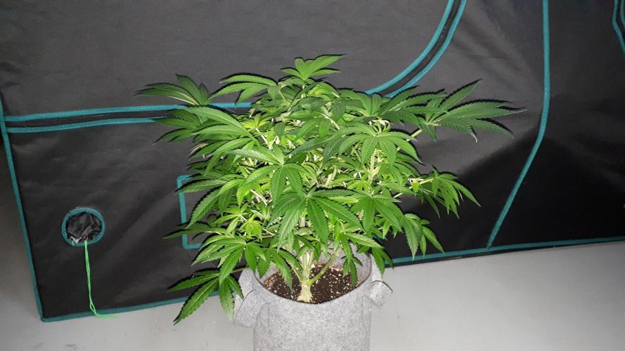 MSNL SEEDS = GRAPE GLACIER. Week 10