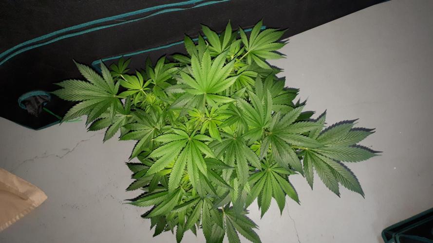 MSNL SEEDS = GRAPE GLACIER. Week 10