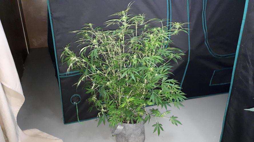 MSNL SEEDS = MIMOSA. Week 10