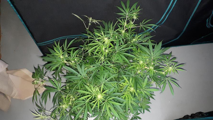 MSNL SEEDS = MIMOSA. Week 10