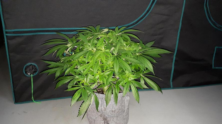 MSNL SEEDS = SKYWALKER OG. Week 10
