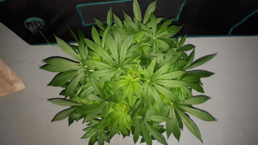 MSNL SEEDS = SKYWALKER OG. Week 10