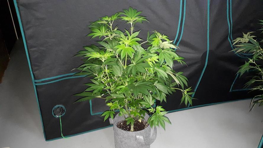 MSNL SEEDS = WHITE TRUFFLE. Week 10