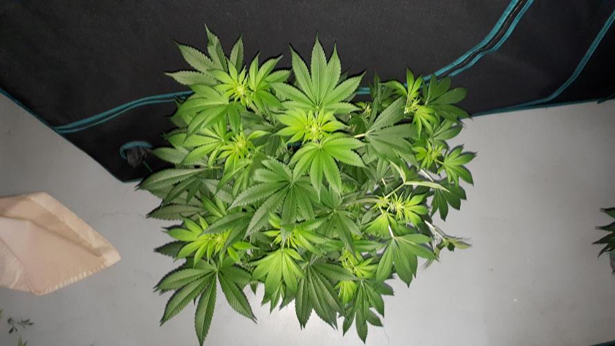 MSNL SEEDS = WHITE TRUFFLE. Week 10