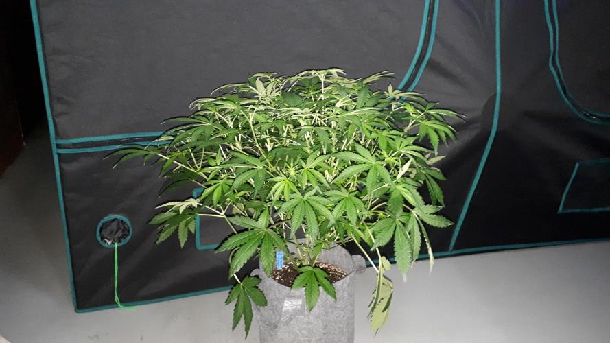 420 FASTBUDS = BISCOTTI GELATO. Week 10