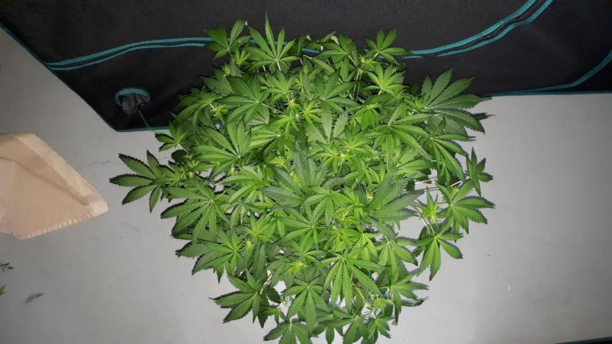 420 FASTBUDS = BISCOTTI GELATO. Week 10