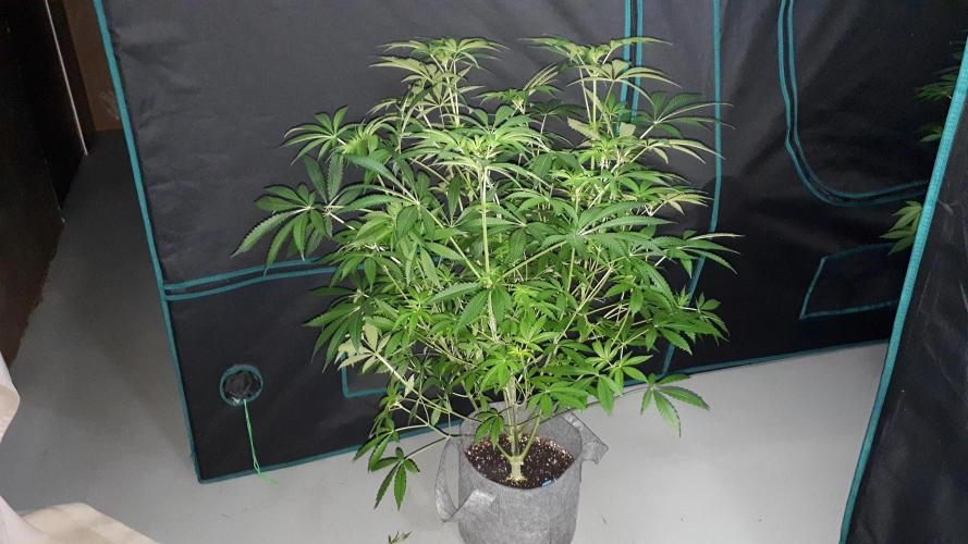 420 FASTBUDS = LEMON CHERRY RUNTZ. Week 10