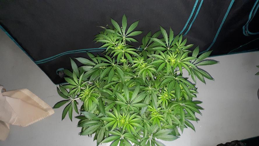 420 FASTBUDS = LEMON CHERRY RUNTZ. Week 10