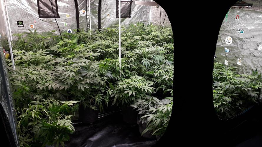 420 FASTBUDS = LEMON CHERRY RUNTZ. Week 10