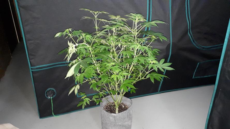 420 FASTBUDS = PAPAYTON. Week 10