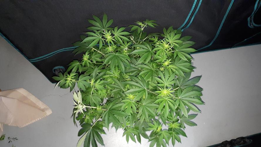 420 FASTBUDS = PAPAYTON. Week 10
