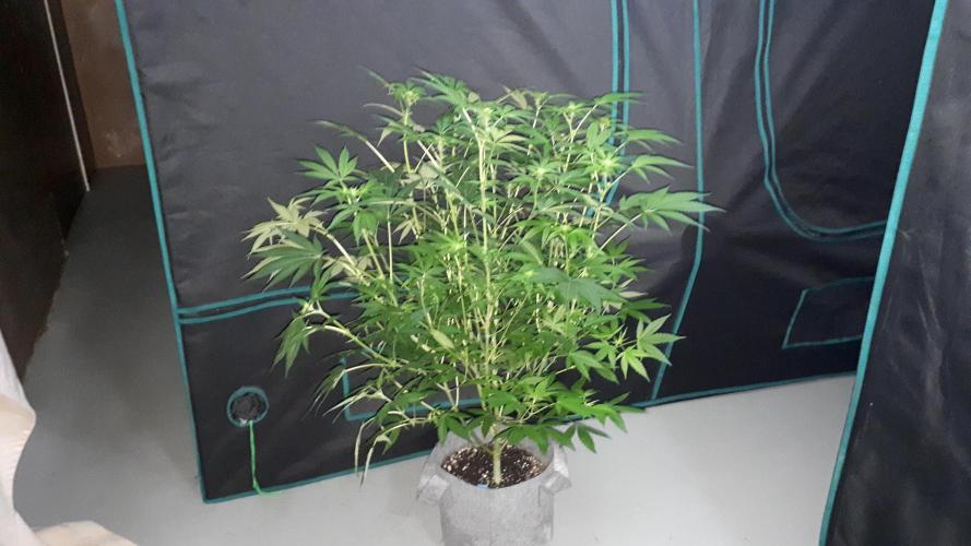 420 FASTBUDS = TROPICANA COOKIES FF. Week 10