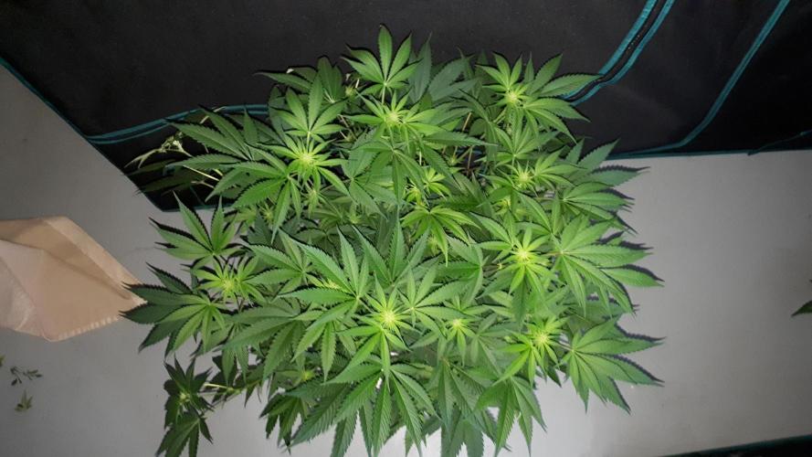 420 FASTBUDS = TROPICANA COOKIES FF. Week 10