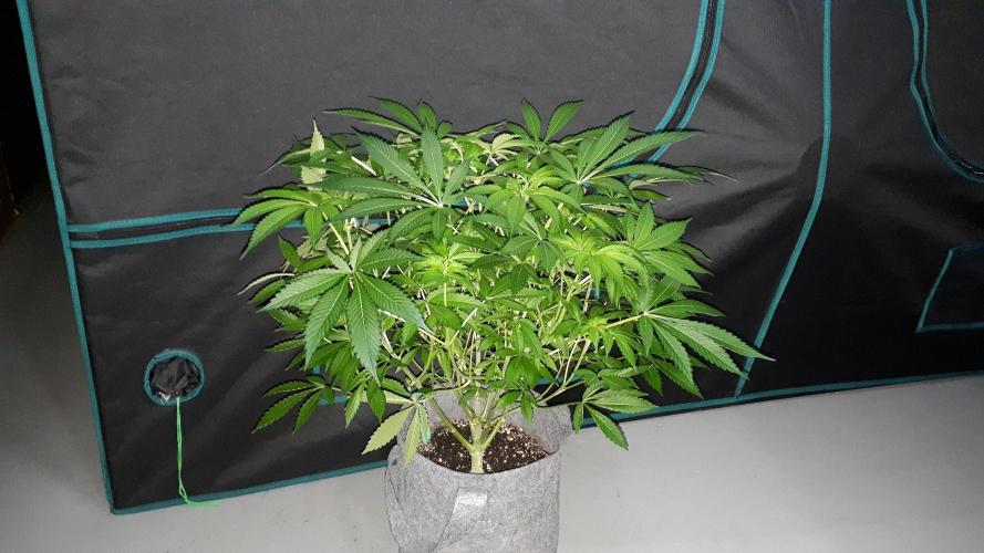 KANNABIA SEEDS = APPLE AND BANANAS. Week 10