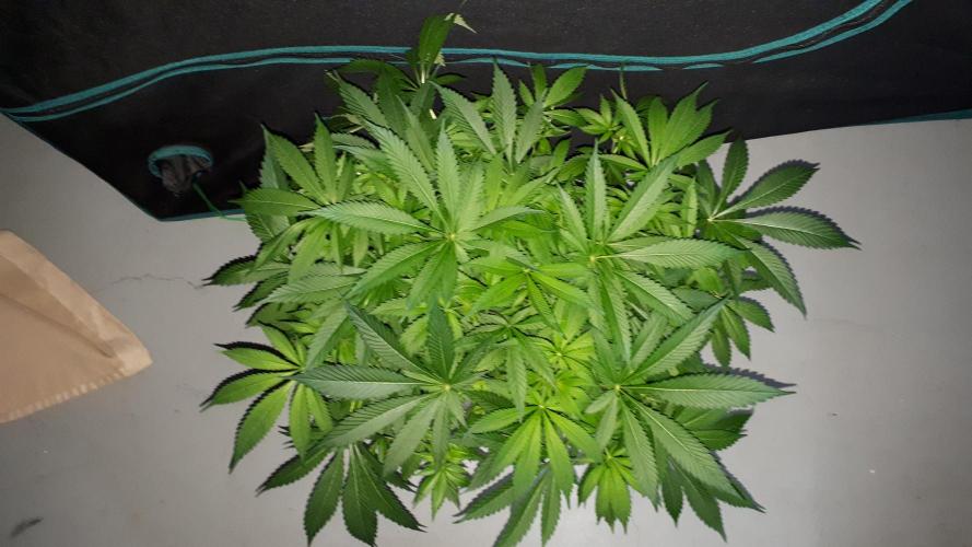 KANNABIA SEEDS = APPLE AND BANANAS. Week 10