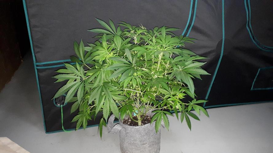 KANNABIA SEEDS = HELLFIRE OG. Week 10