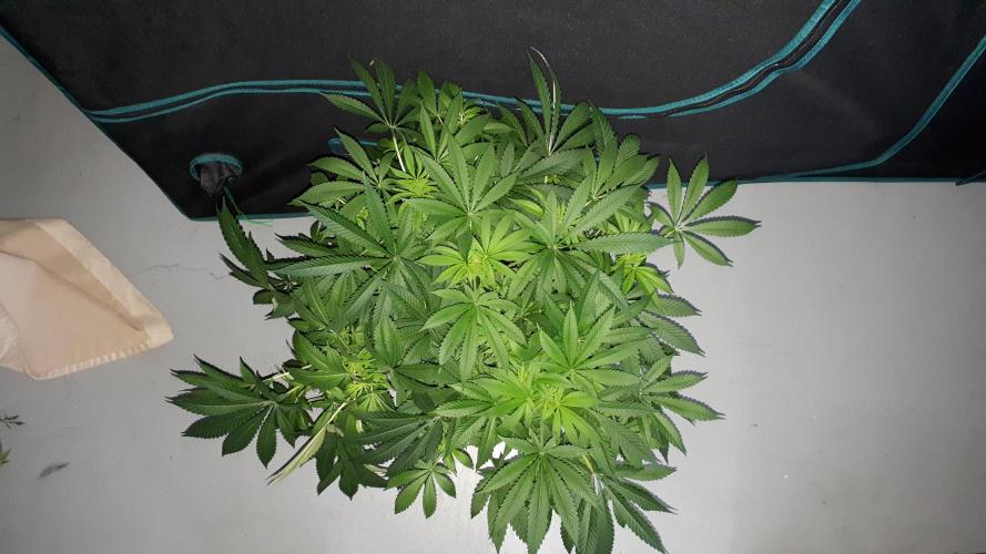 KANNABIA SEEDS = HELLFIRE OG. Week 10