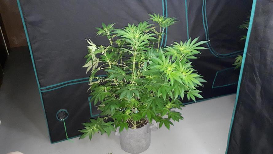 KANNABIA SEEDS = PINK GELATO. Week 10