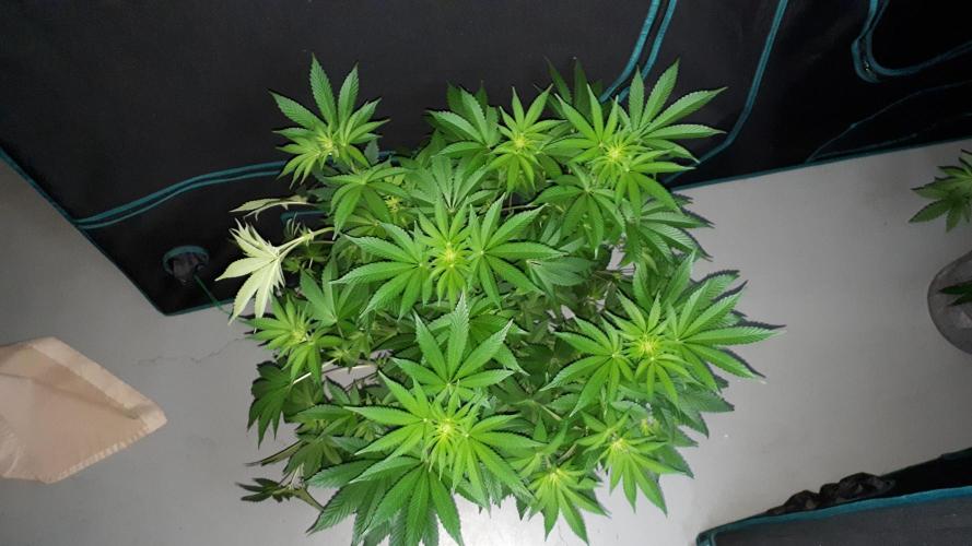 KANNABIA SEEDS = PINK GELATO. Week 10
