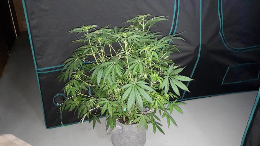KANNABIA SEEDS = ZOAP ROSE. Week 10