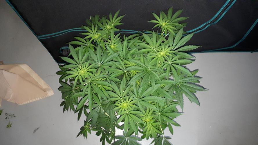 KANNABIA SEEDS = ZOAP ROSE. Week 10