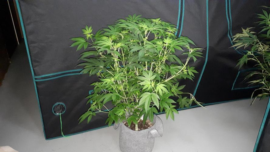 ORIGINAL SENSIBLE = PAPAYA STANK. Week 10