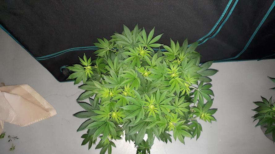 ORIGINAL SENSIBLE = PAPAYA STANK. Week 10