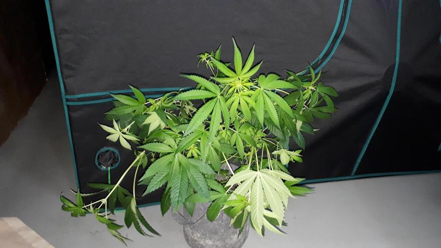 ILGM = GRAPE FANTA. Week 10