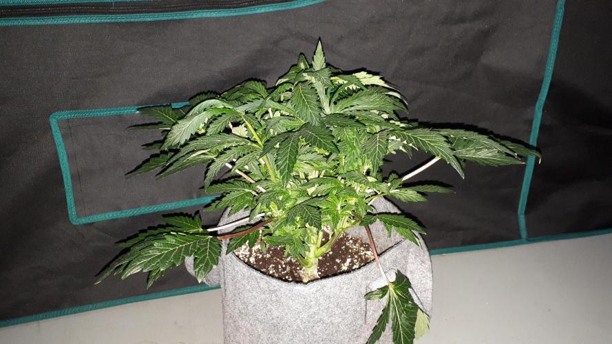 ILGM = TANGIE QUEEN. Week 10