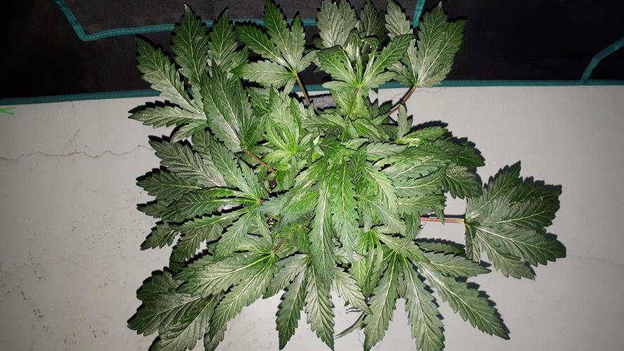ILGM = TANGIE QUEEN. Week 10
