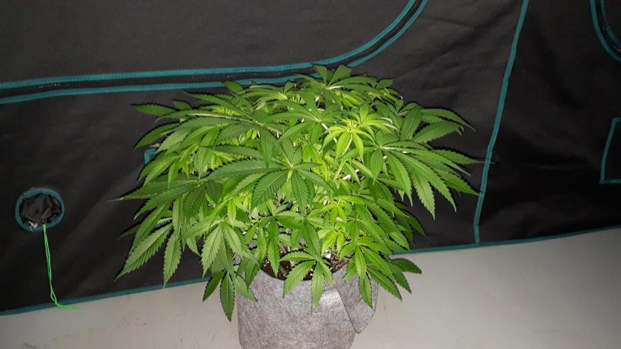SUPERNATURAL SEEDS = APPLE MAC. Week 10
