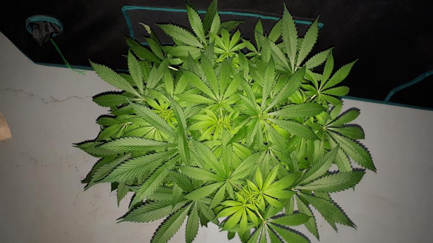 SUPERNATURAL SEEDS = APPLE MAC. Week 10