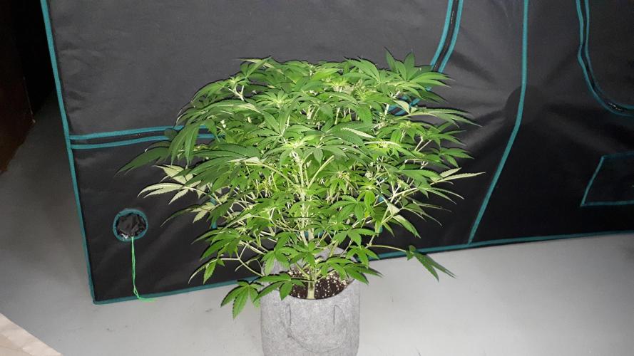 SUPERNATURAL SEEDS = GRAPE GASOLINE. Week 10