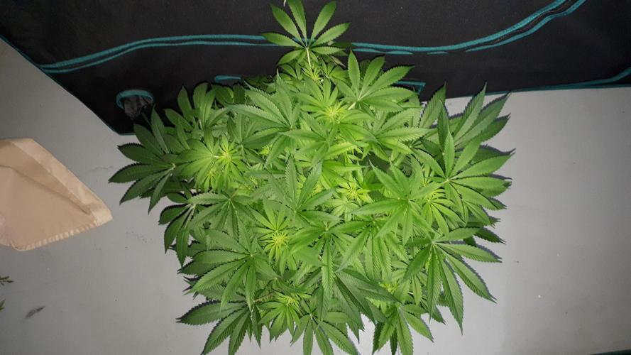 SUPERNATURAL SEEDS = GRAPE GASOLINE. Week 10