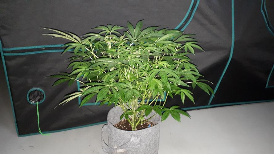 UKHTA SEEDS = CANDY HOUSE. Week 10