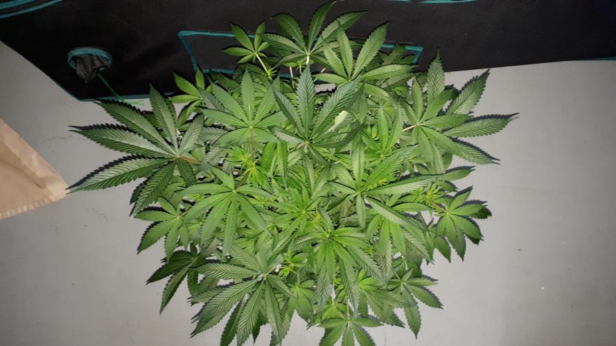 UKHTA SEEDS = CANDY HOUSE. Week 10