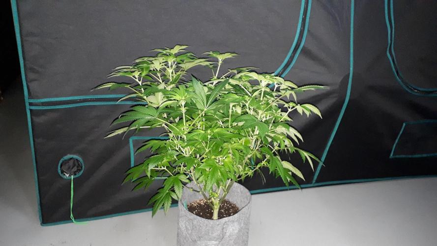 IZI SEEDS = GRANDPA ZOMBIE. Week 10