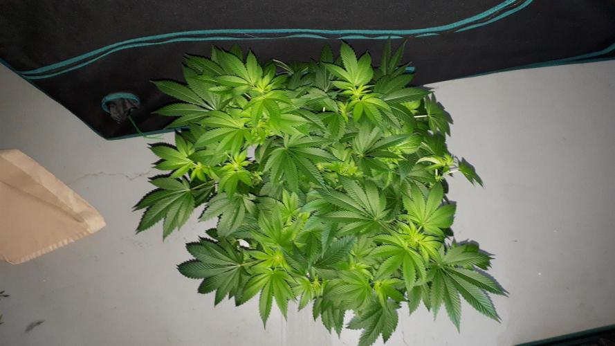 IZI SEEDS = GRANDPA ZOMBIE. Week 10