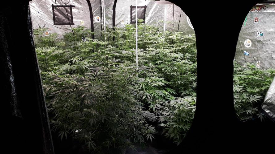 25 PLANT GROW- 8X8 GROW TENT. Week 11