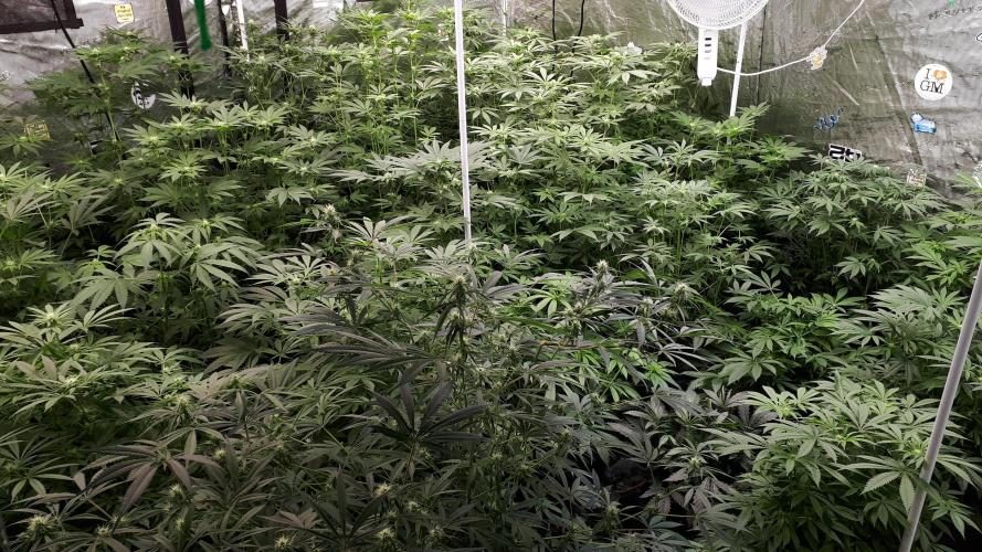 25 PLANT GROW- 8X8 GROW TENT. Week 11